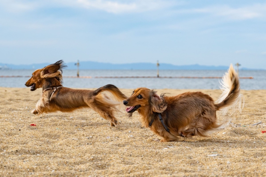 Foto cani che si rincorrono