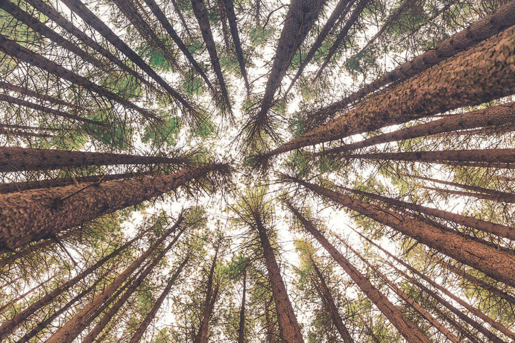 Foresta fotografata da sotto